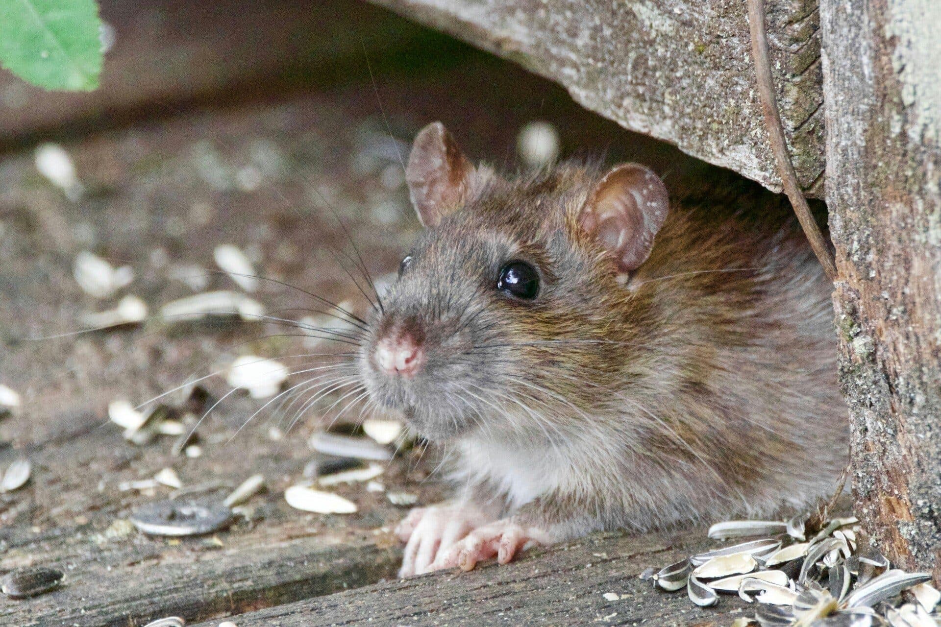 Ratte an einer Gebäudemauer, typischer Befall im Oberwallis